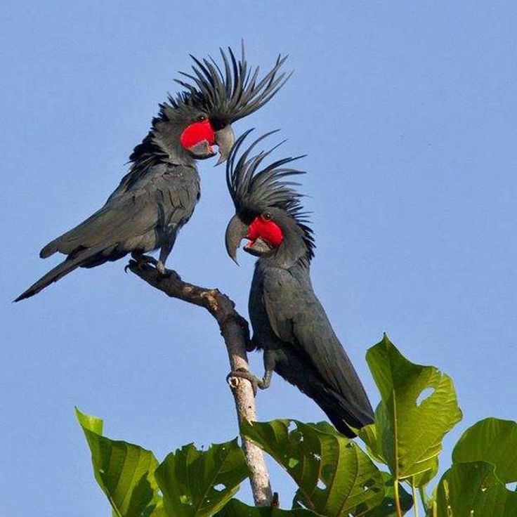 Palm Cockatoo Northern Australia