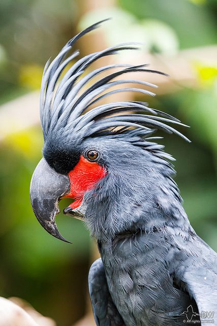 Palm Cockatoo