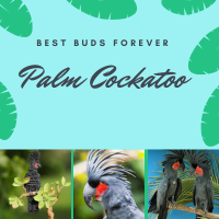 Palm Cockatoo