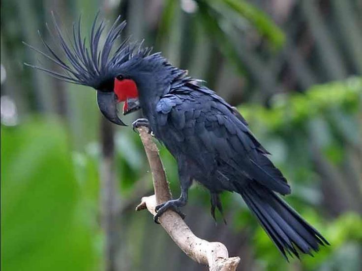 Palm Cockatoo Northern Australia