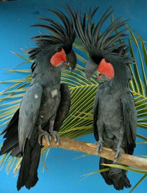  Palm Cockatoo types