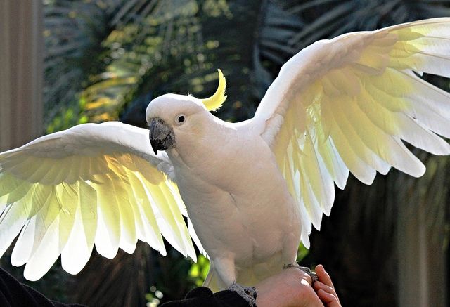 Bird Sulphur crested cockatoo