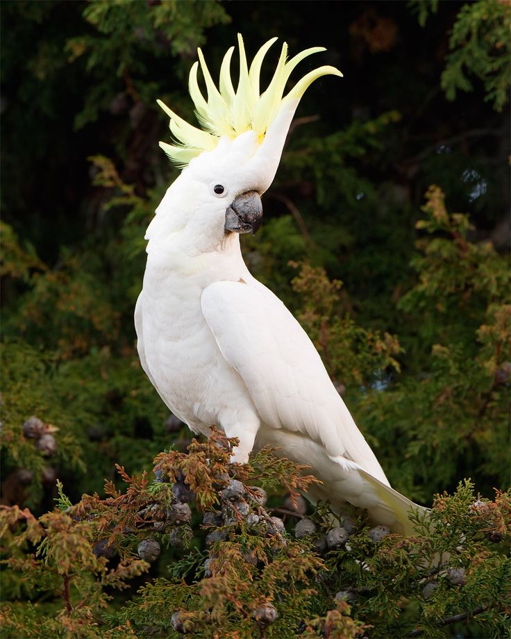 Cacatua de crista amarela Cacatua galerita Passaros