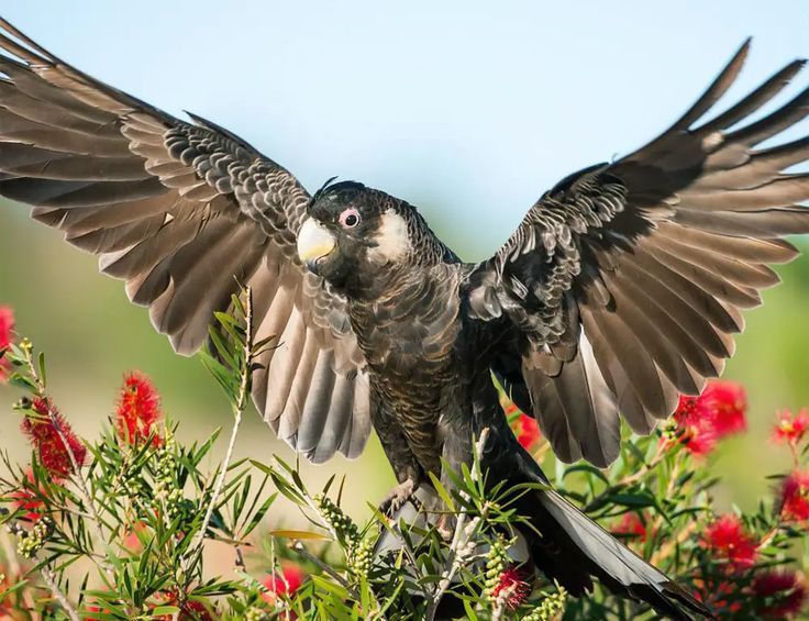 Carnabys Black Cockatoo Calyptorhynchus latirostris Cockatoos of Australia