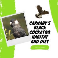 Carnaby's Black Cockatoo Habitat And Diet