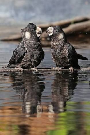 Carnabys Black Cockatoo seen near pemberton