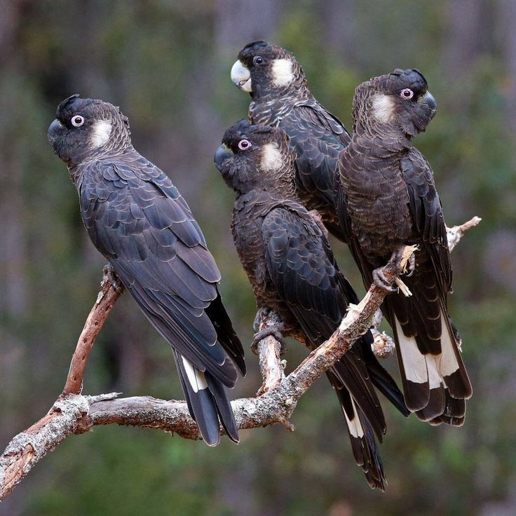 Carnaby's Black Cockatoo Habitat And Diet