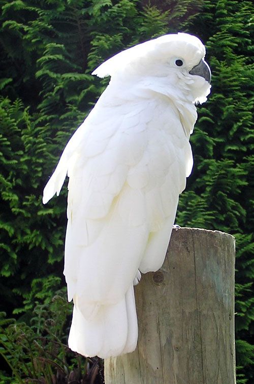 Cockatoo