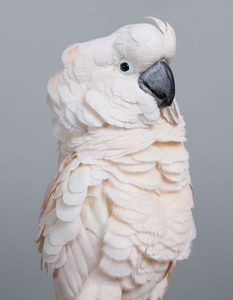 Feathery Portraits That Peek Inside the Personalities of Cockatoos and Doves