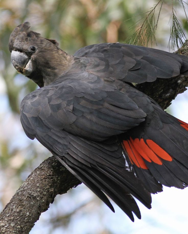 Glossy Black Cockatoo Calyptorhynchus lathami …