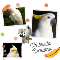 Umbrella Cockatoo