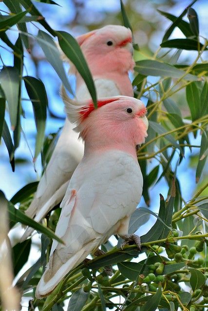 Major Mitchell Cockatoo 1