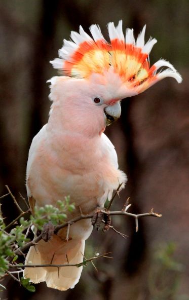 Major Mitchells Cockatoo Lophochroa leadbeateri