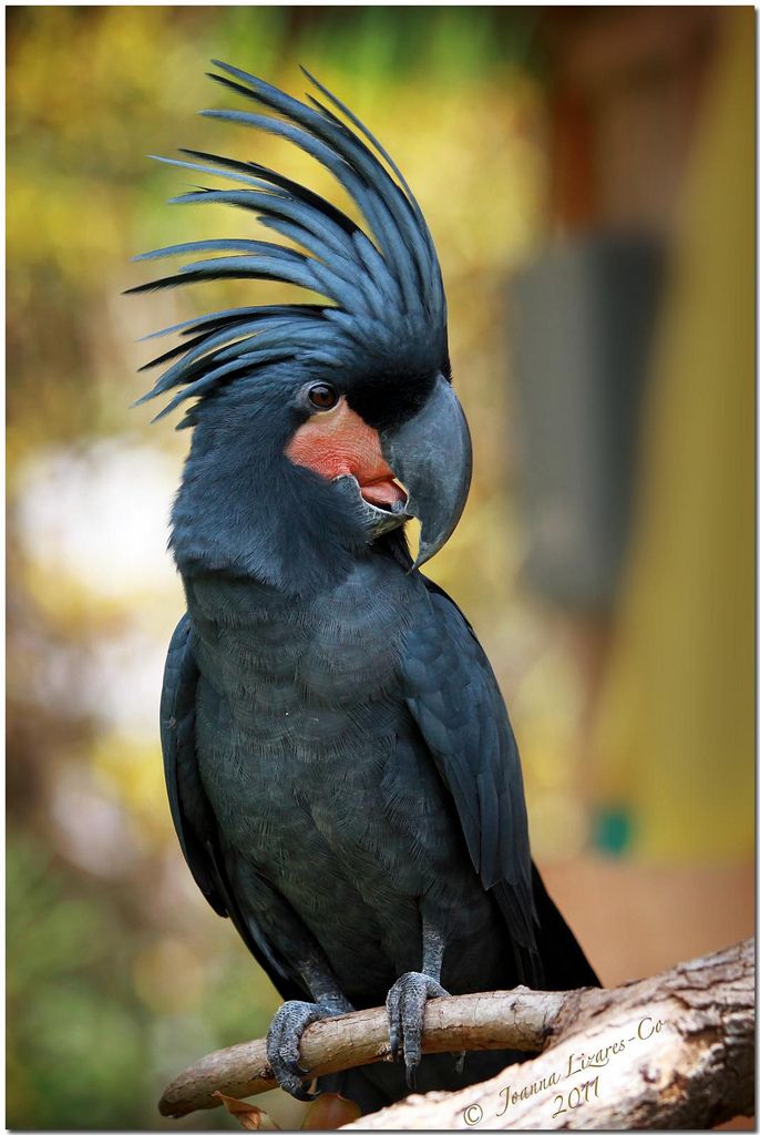 Palm Cockatoo Types