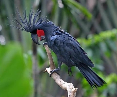 PALM COCKATOO 1