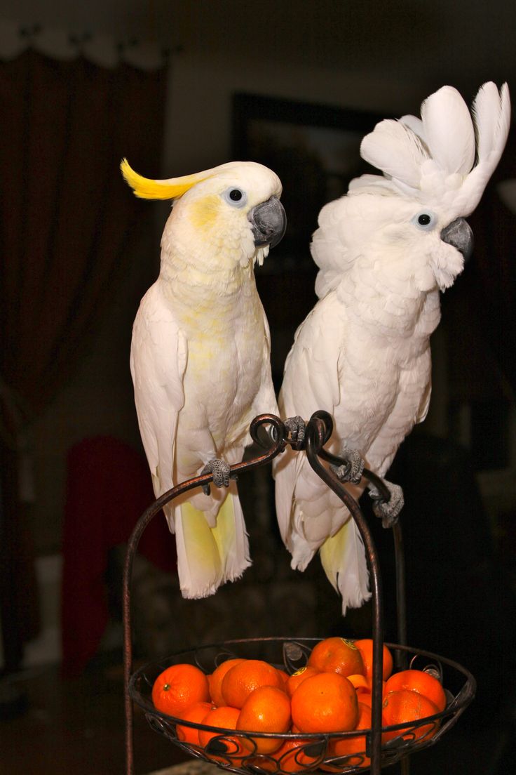 Paris Sulpher Crested Cockatoo Peaches…