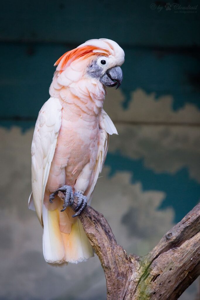 Salmon crested cockatoo