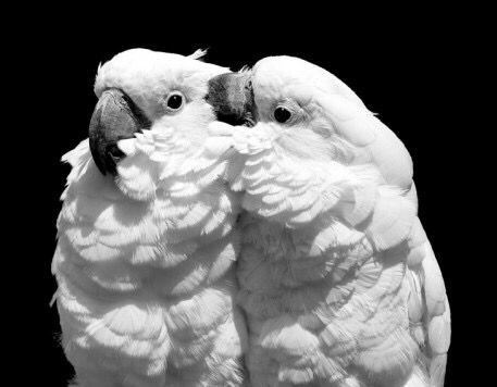 Umbrella cockatoo white cockatoo CR