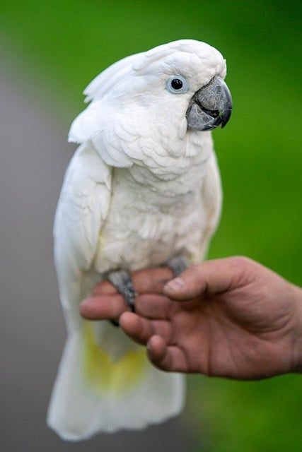 White Cockatoo Umbrella Free photo on