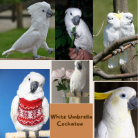 White Umbrella Cockatoo