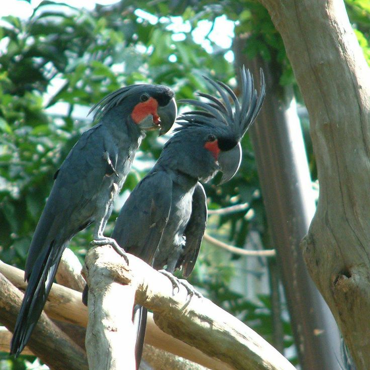 black Palm Cockatoos 960×960