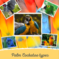 Palm Cockatoo types